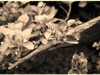 Holzvogel und Hortensie  Yashic a FR1; Planar 1.4/50; Rollei Retro 100/125