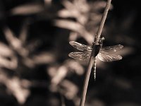 Geburt der Mosaik Libelle  Pentax SuperA, SMC 4.0/200 (67er), APX 100/125