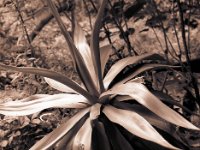 Agave  Pentax 645N, 4.5/75 Takumar (67er), Rollei RPX 100