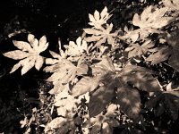 Licht und Schatten  Pentax 67II, 4.0/45, Adox CHS 100/64 - 24.06.2012 -