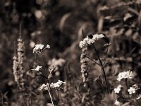 Hummel und Bärenklau  Pentax 67II, 2.8/150, Adox CHS 100/64