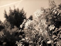 Wiesenbärenklau  Pentax 645N, 2.8/75, Gelbfilter, Efke R50/32