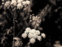 Wiesenbärenklau  Pentax 645N, 2.8/75, Gelbfilter, Adox CHS 100/64