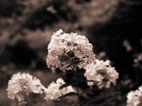 Phlox mit Schnecke  Pentax 645N, 2.8/75, Gelbfilter, TX 400/400