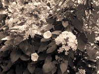 Phlox und Winde  Pentax 645N, 2.8/75, 400TX/250