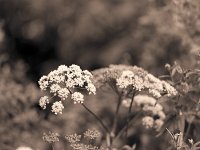 Wiesenbärenklau  Pentax 67II, 4.0/200, 400TX/250