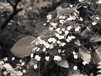 Samthortensienblüten  Pentax 645N, 2.8/75, 400TX/800