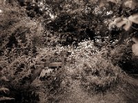 Torii und Japan Anemonen  Canham DLC 45;  Super Angulon 5.6/75, Adox CHSII100