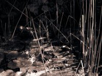 Licht und Schatten auf dem Teich  Yashica FR 1, Planar 1.4/50, Foma Retropan 320