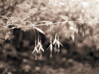 Fuchsienblüten  Pentax MZ-S, SMC FA  1.9/43 Limited, Adox CHS100II@100  - 31.07.2016 -