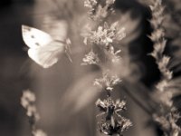 Die Gartenfee im Anflug  Pentax MZ-S, Mirror 8.0/600, Gelbfilter, Ilford HP5plus@250