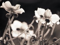 Japan Anemonen  Pentax MZ-S, Mirror 8.0/600, Gelbfilter, Ilford HP5plus@250 - 17.08.2016 -