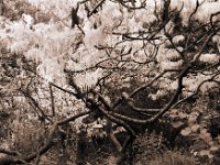 Essigbaum im Herbst  Pentax MZ-S, SMC FA  1.9/43 Limited, Gelbfilter, Ilford HP5plus@400