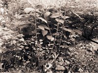 Kleine Sonnenblume auf der Terrasse  Seagull 4A103 Haiou 3.5/75, Ilford HP5+@800 - 21.06.2016