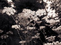 Wiesenbärenklau  Pentax 645N, 2.8/45, Gelbfilter, Ilford FP4plus @80 ASA