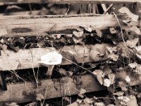 Herbstzeit Pilzzeit  Pentax 645N, 2.4/105(67er), Ilford HP5plus@800 - 18.11.2016 -