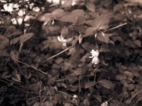 Fuchsie  Pentax 67II, SMC Takumar 4.5/75, Adox CHS100/160