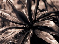 Agave nach dem Herbstregen  Pentax 67II, SMC 4.0/200, Ilford HP5+@1600