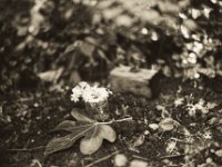 Ruhe sanft  Pentax LX, SMC 1.4/50; Ilford Delta 100 pro@100