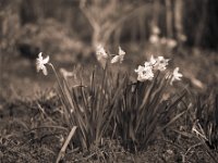 Frühlingsboten  Pentax 67II, SMC Takumar 2.8/150, Bergger Pancro 400@250