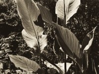 Canna indica  Pentax 6x7, SMC 4.0/200, Ilford Delta 100@64