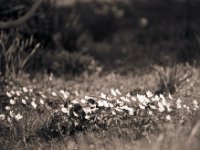 Buschwindröschen  Pentax LX, 2.5/135 Takumar Bayonet, Adox Silvermax 100 - 24.03.2017 -