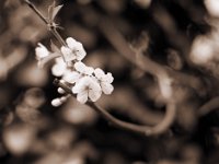 Kirschblüten  Pentax MZ-S, SMC FA  1.8/77 Limited, Adox CHS100II@64 - 01.04.2017 -