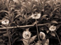 Pusteblume - Löwenzahn  Pentax LX, SMC 1.4/50;  Adox Silvermax 100@64