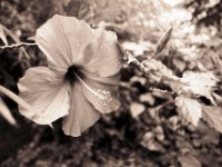 Rote Hibiskusblüte  Pentax SuperA, Soligor C/D Wide Auto 2.8/20, Ilford FP4+@125