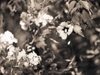 Hibiskusblüte und Phlox  Pentax LX, SMC FA  1.8/77 Limited, Adox Silvermax@64