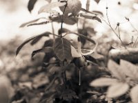 Fuchsienblüte  Pentax LX, SMC FA  1.8/77 Limited, Adox Silvermax@64