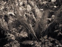 Herbstgarten  Pentax LX, SMC 2.8/40, Gelbfilter, Bergger Pancro 400@800