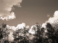 Der Himmel über den Baumwipfeln  Fuji GW 690 III, Gelbfilter, Bergger Pancro 400@400