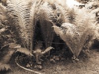 Farn am Gartenweg  Pentax 645N, SMC A 2.8/45, Gelbfilter, Bergger Pancro @160