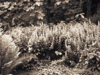 Goldfellberich, Farn und Feigenbaum  Fuji GW 690 III,  Fujis Acros 100