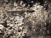 Torii im Grün  Fuji GW 690 III, FujiAcros 100