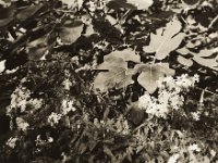 Phlox und Feigenbaum  Canham DLC 45; Tele-Xenar 5.5/240, Cambo Magazin 6x7,  Bergger Pancro 400@320 i