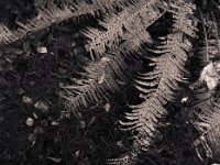 Herbstfarn  Pentax 645N, 2.8/75, Gelbfilter, Bergger Pancro 400@800 - 10.10.2017 -