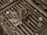 Aralienblatt auf der Gartenbank  Pentax K-1, Pentax DFA* 1.4/50 SDM AW   - 27.09.2019 - : Aralie, Blatt, Blätter, Garten Erlenstraße, Gartenbank