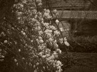 Magnolienblüten  Pentax K-1, HD Pentax D-FA* 2.8/70-200 ED DC AW  - 20.03.2020 - : Nachbar, Garten, Blüten, Fenster Ausblick, Magnolie