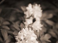 Rhododendronblüten  Pentax K-1, HD Pentax D-FA* 2.8/ 70-200mm ED DC AW  - 03.05.2020 - : Stillleben, Garten Erlenstraße, Blüte, Terrasse