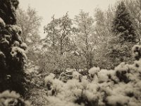 Blick auf die verschneiten Bäume im Garten  Pentax K-1, MC Soligor C/D WIDE-AUTO 2.8/20  - 30.01.2019 - : Bäume, Schnee, Winter