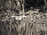 Erinnerung an Gross A´Thuin  Pentax LX, 2.5/135 Takumar Bayonet, Adox Silvermax 100 : Teich, Grabstätte, homepage, Garten Erlenstraße, Gross A`Thuin