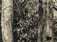 Insektenhotel  Pentax Super A, SMC FA 1.9/43 Limited, Adox Silvermax 100 : Baum, Erle, Garten Erlenstraße, Insektenhaus, homepage