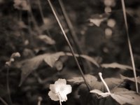 Japan Anemonenblüte  Pentax MZ-S, SMC FA  1.9/43 Limited, Adox CHS100II