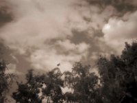 Der Himmel über den Gartenbäumen  Pentax Super A, SMC Pentax-M 2.8/40, Orangefilter, Bergger Pancro400@250