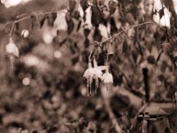 Fuchsienblüten nach dem ersten Frost  Pentax MZ-S, SMC Pentax FA 1.9/43 Limited, Bergger Pancro 400  - 09.12.2020 -