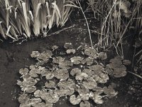 Teichlandschaft  FUJI GS645S professional; Bergger Pancro400 : Teich, Seerosen, Garten Erlenstraße, Schwertlilien