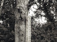 Insektenhotel  FUJI GS645S professional; Bergger Pancro400 : Baum, Erle, Garten Erlenstraße, Insektenhaus