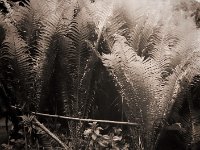 Farn im Garten  Seagull 4A103 HAIOU 3.5/75, Rollei RPX 100